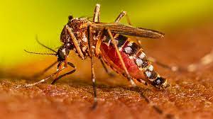 Photo of सरोजनीनगर में डेंगू बुखार से युवक की मौत, लोगों में भय