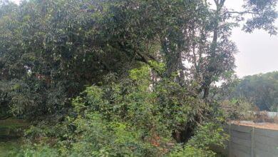 Photo of हरौनी में लकड़ी माफिया सक्रिय