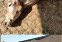 Photo of रायबरेली की गौशाला में मिली घोर अनियमिताएं