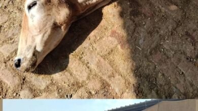 Photo of रायबरेली की गौशाला में मिली घोर अनियमिताएं
