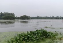 Photo of निगोहां के जवाहरखेड़ा में सई नदी उफनाई, टूटे बंधे से खेतों में घुसा पानी