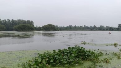 Photo of निगोहां के जवाहरखेड़ा में सई नदी उफनाई, टूटे बंधे से खेतों में घुसा पानी